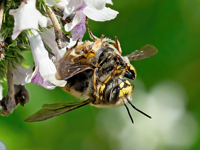Anthidium manicatum (Paarung)