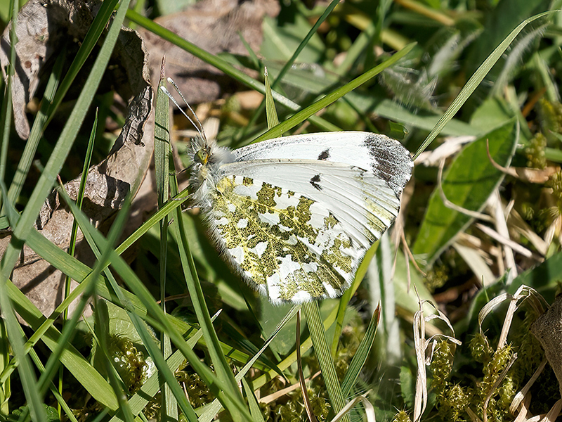 Anthocharis cardamines (Weibchen)