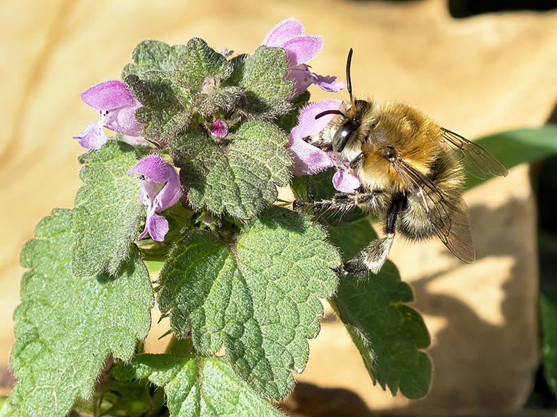 Anthophora plumipes (Männchen)