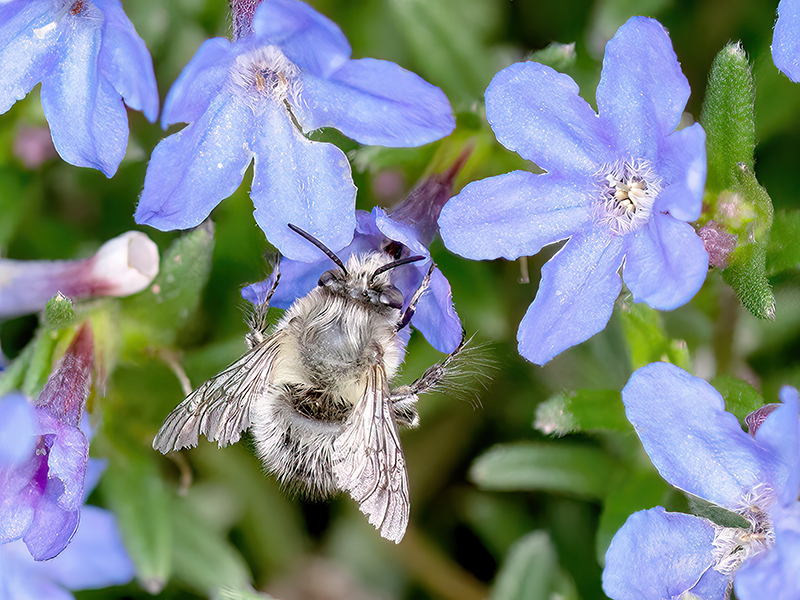 Anthophora plumipes (Männchen)