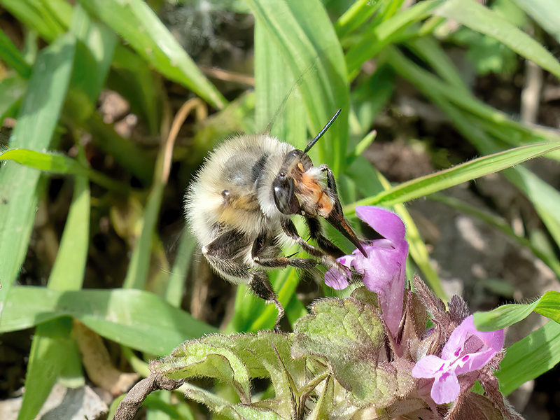 Anthophora plumipes (Männchen)