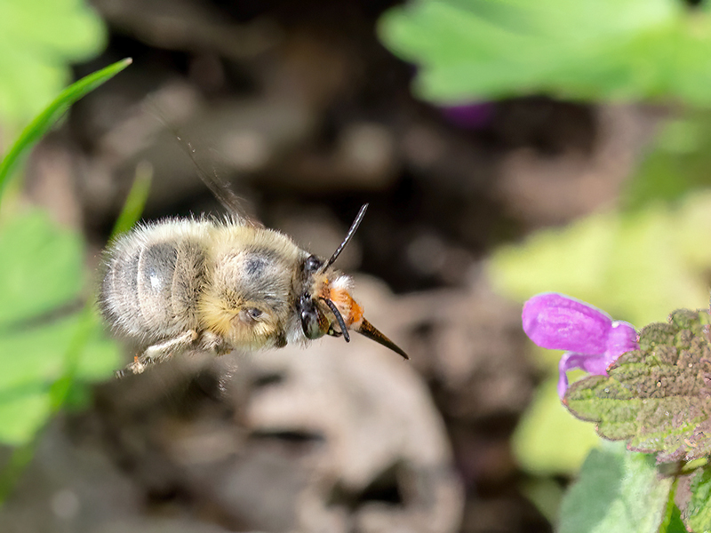 Anthophora plumipes (Männchen)