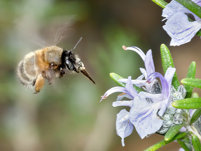 Anthophora plumipes (Weibchen)