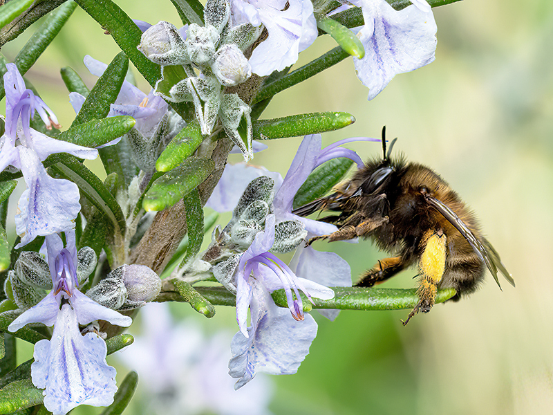 Anthophora plumipes (Weibchen - dunkle Form)