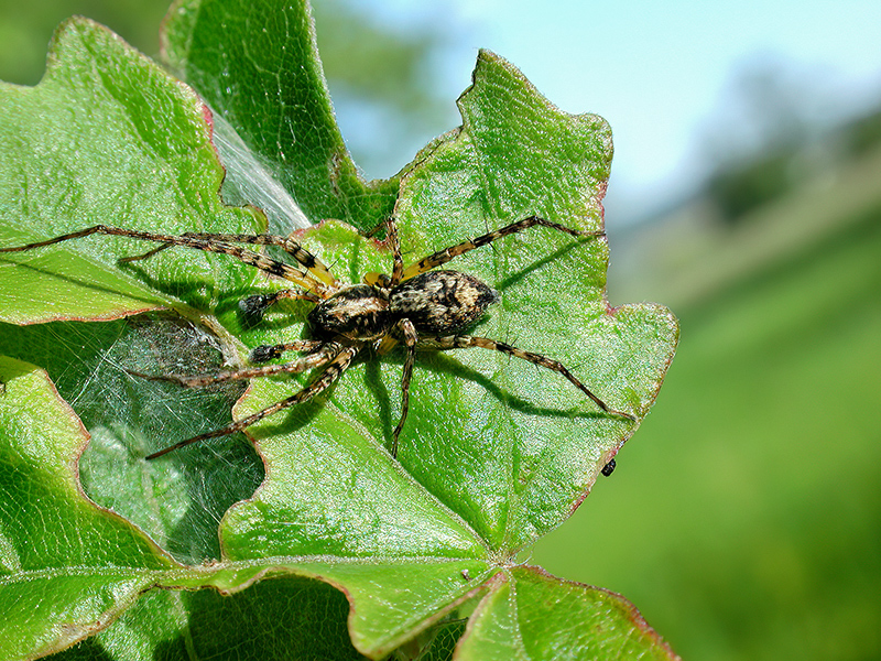 Anyphaena accentuata (Männchen)