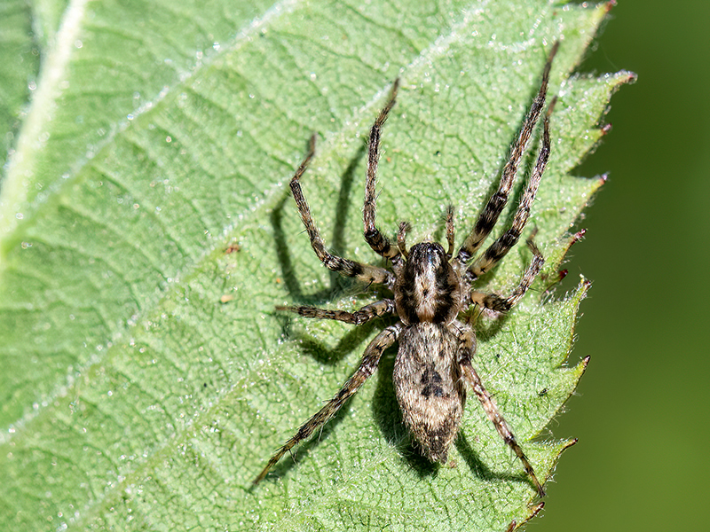 Anyphaena accentuata (Weibchen)