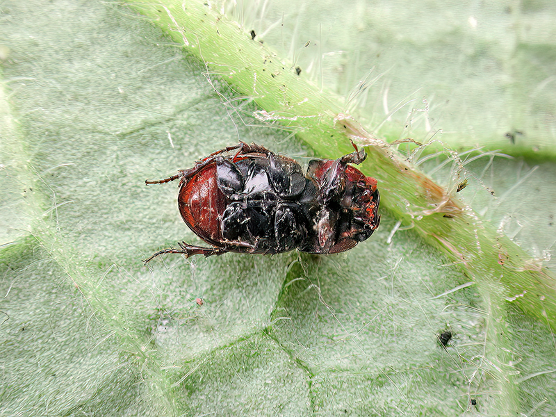 Aphodius foetens