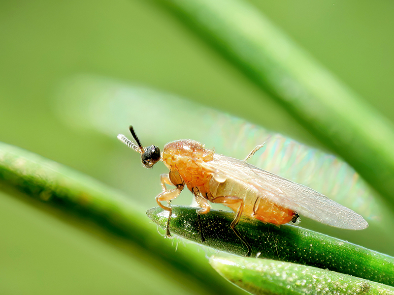 Apiloscatopse flavicollis
