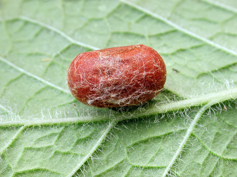 Apoda limacodes (Kokon)