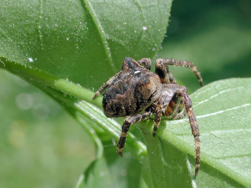 Araneus angulatus