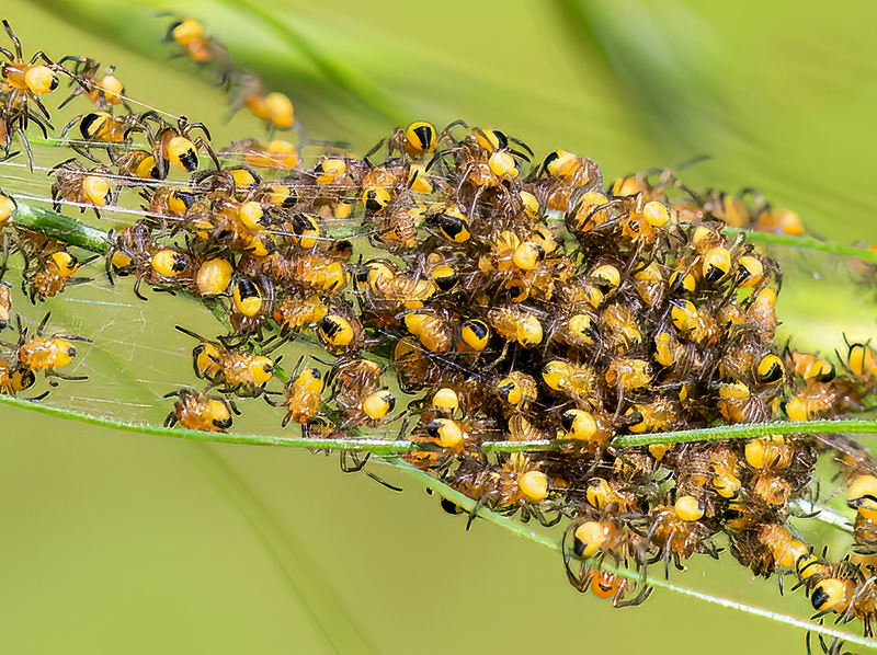 Araneus diadematus (Jungtiere)