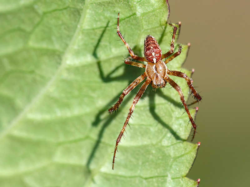 Araneus diadematus (Männchen)