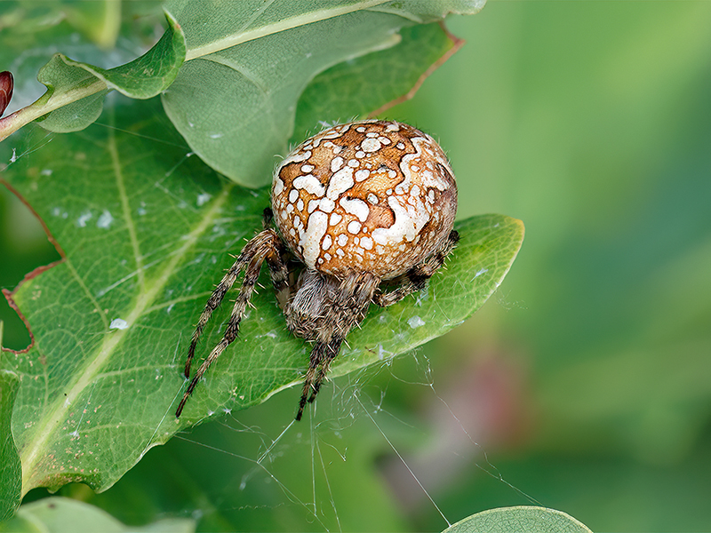 Araneus diadematus (Weibchen)