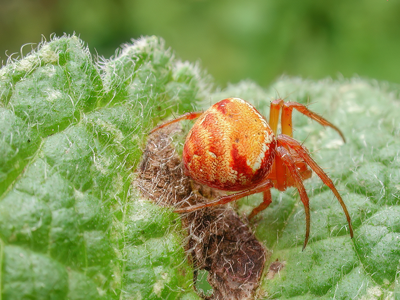 Araneus triguttatus
