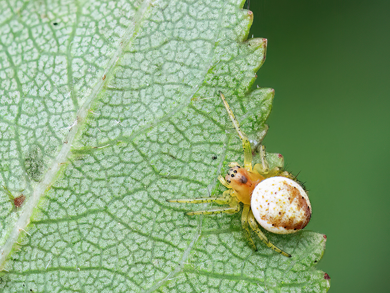 Araniella spec. (Jungtier)