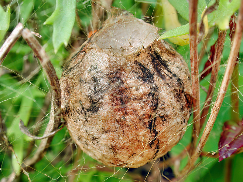 Argiope bruennichi (Kokon)