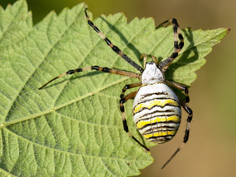 Argiope bruennichi (Weibchen)
