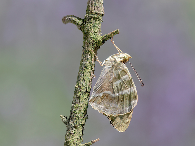 Argynnis paphia