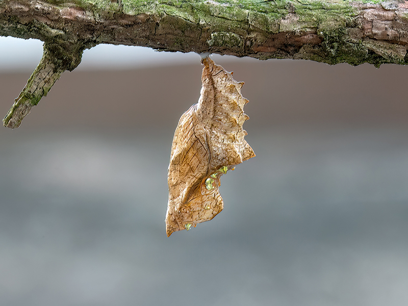 Argynnis paphia (Puppe)
