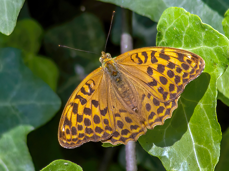 Argynnis paphia (Weibchen)