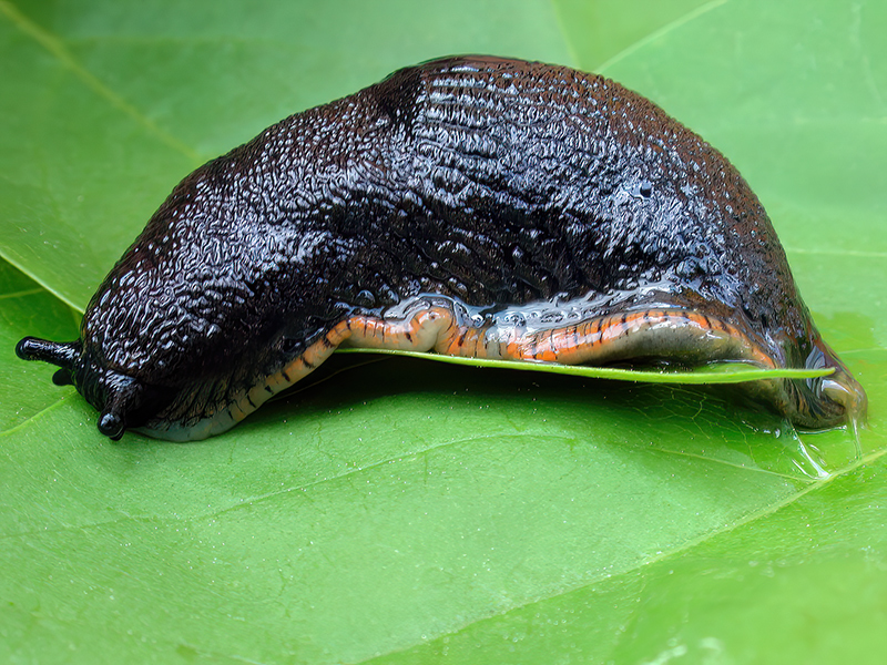 Arion rufus (Schwarze Form)