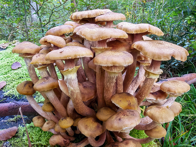 Armillaria mellea