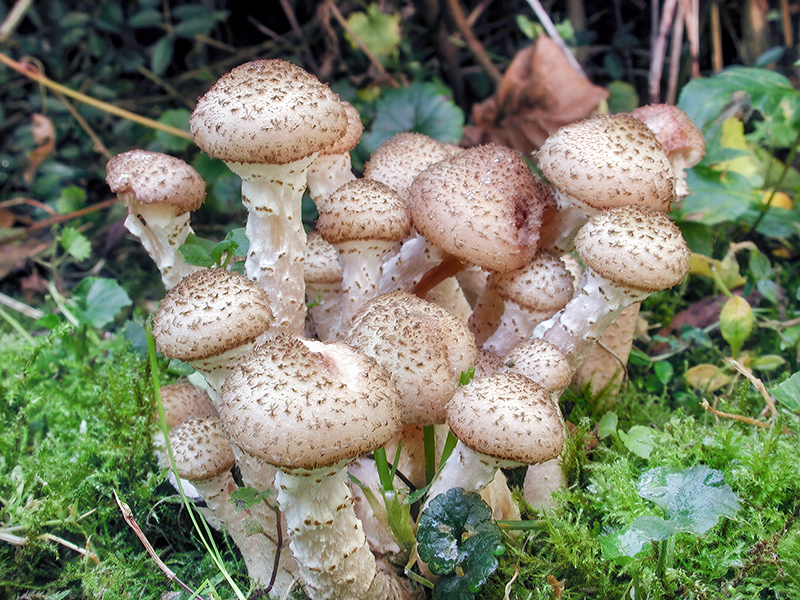 Armillaria ostoyae