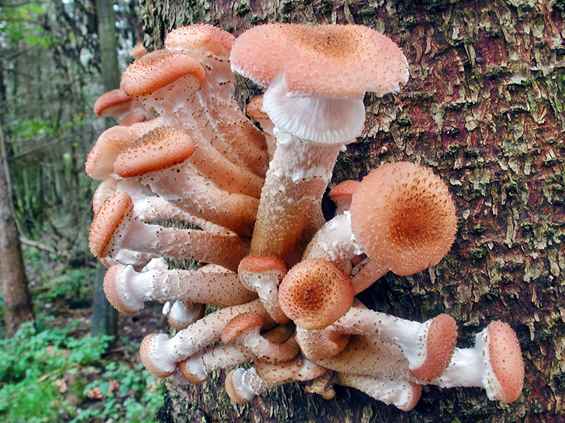 Armillaria ostoyae
