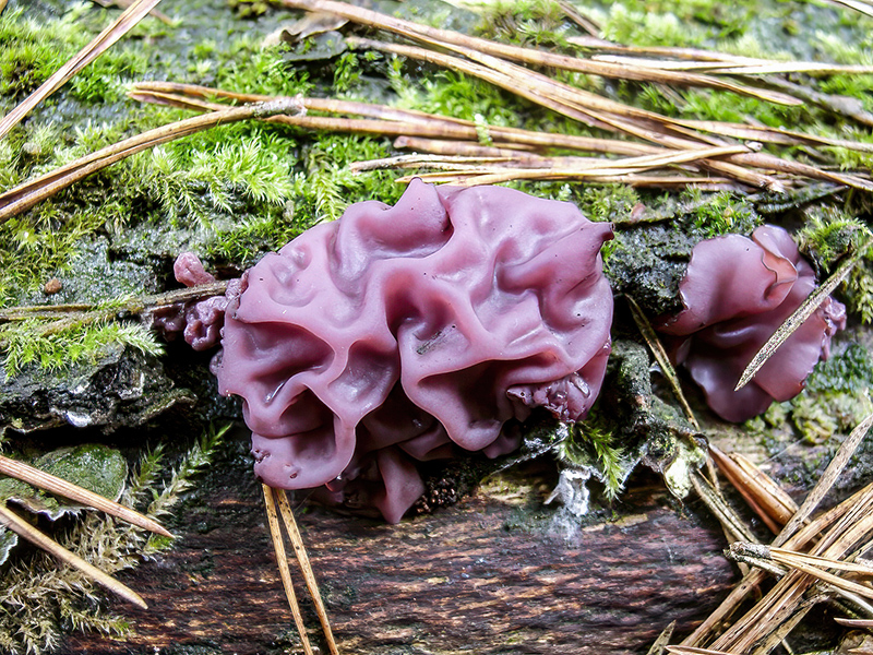 Ascocoryne sarcoides