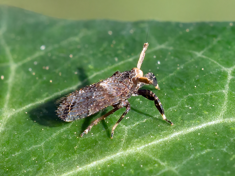 Asiraca clavicornis