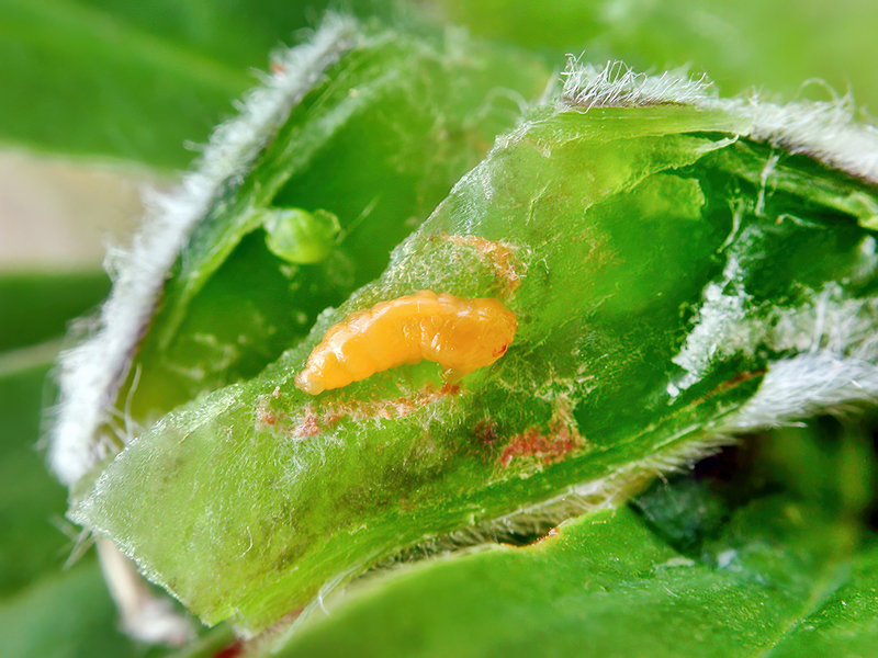 Asphondylia lupini (Larve)