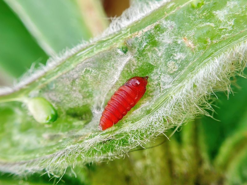 Asphondylia lupini (Puppe)