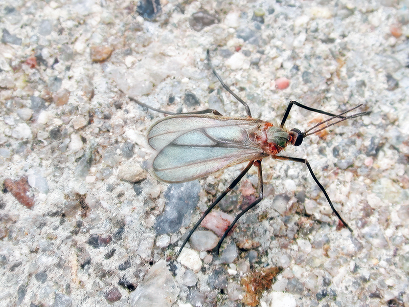 Asphondylia lupini