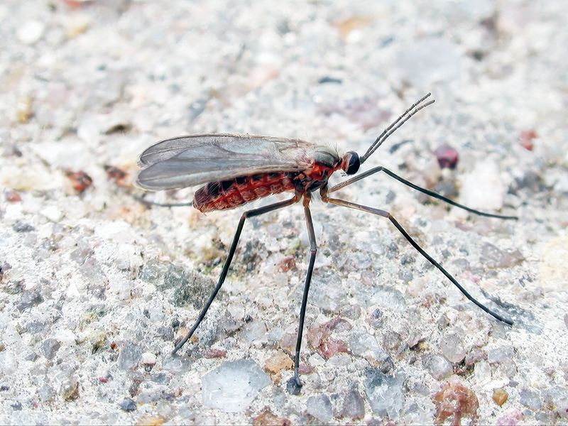 Asphondylia lupini