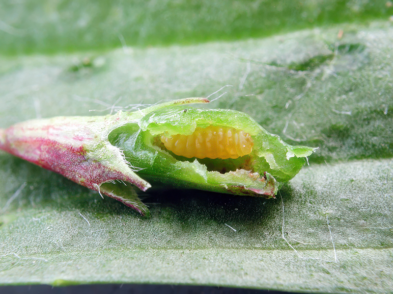Asphondylia melanopus (Larve)