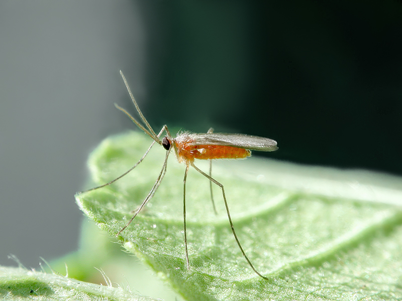 Asphondylia melanopus (Weibchen)