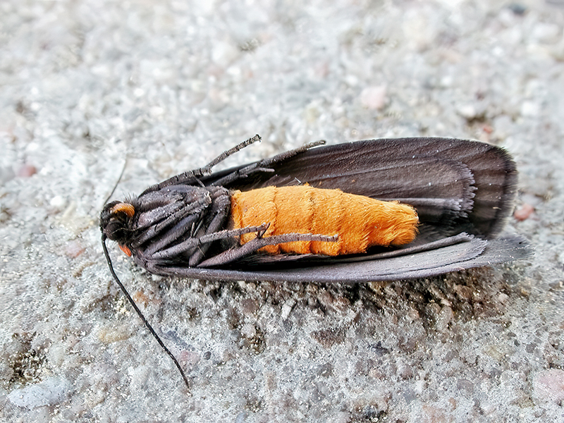Atolmis rubricollis (Unterseite)