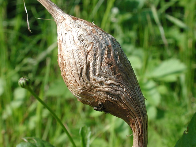 Aulacidea hieracii (vorjährige Galle)