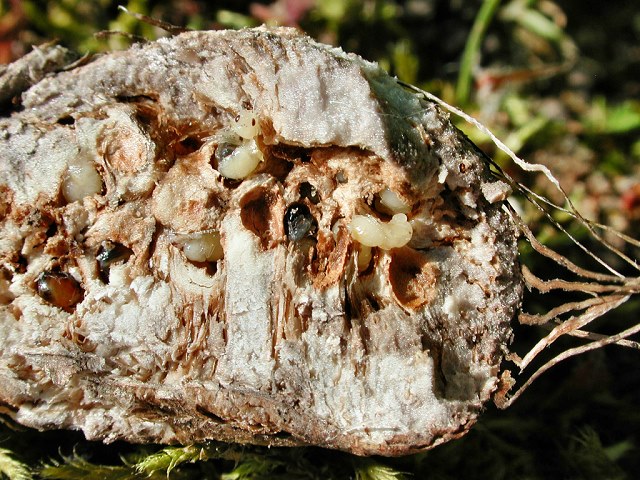 Aulacidea hieracii (Larven und Puppen)