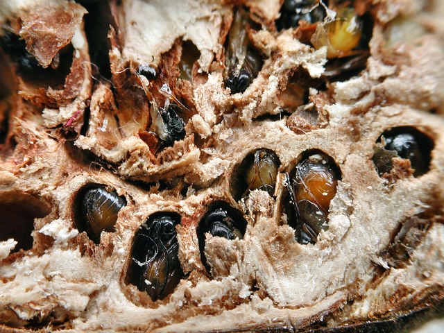 Aulacidea hieracii (Larven und Puppen)