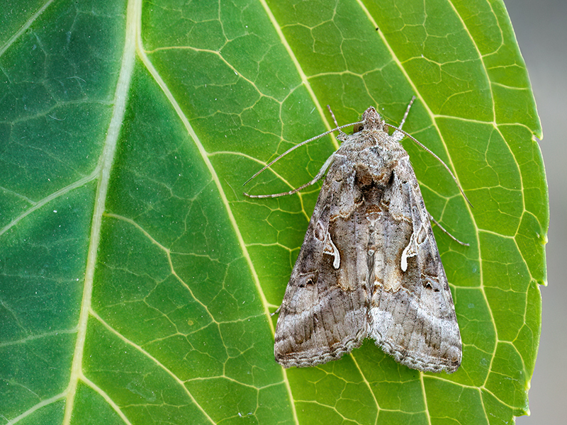 Autographa gamma