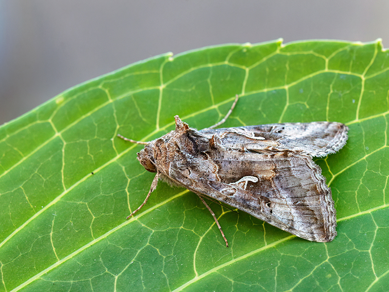 Autographa gamma