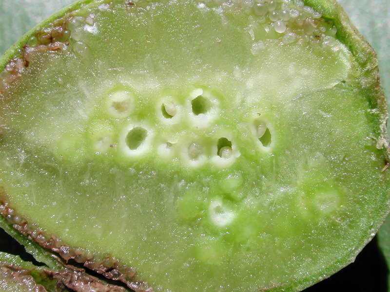 Aylax papaveris (Larven)