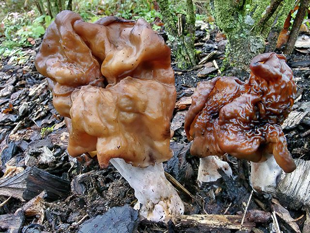 Bischofsmütze