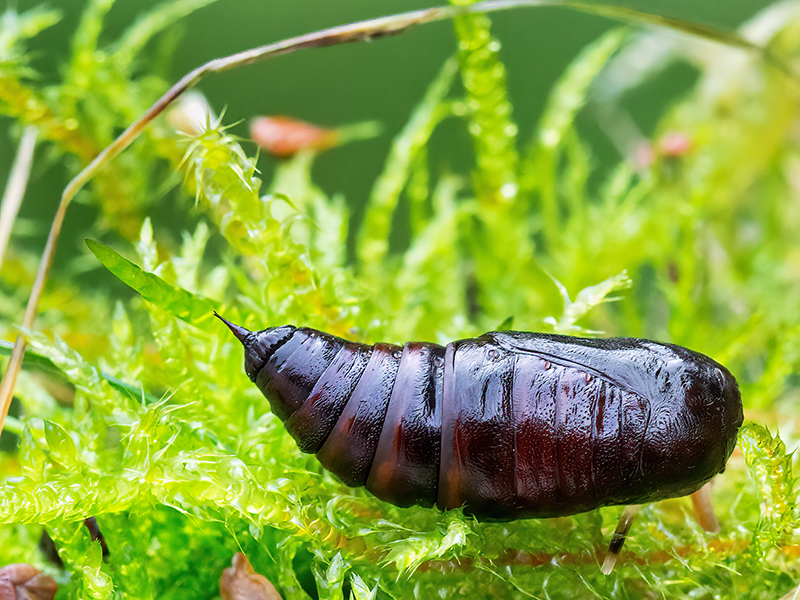 Biston betularia (Puppe)