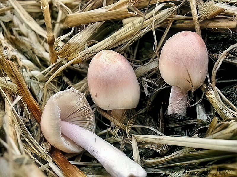 Bolbitius coprophilus (junge Fruchtkörper)