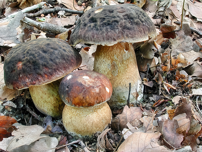 Boletus aereus