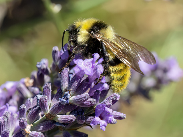 Bombus campestris (Drohn)