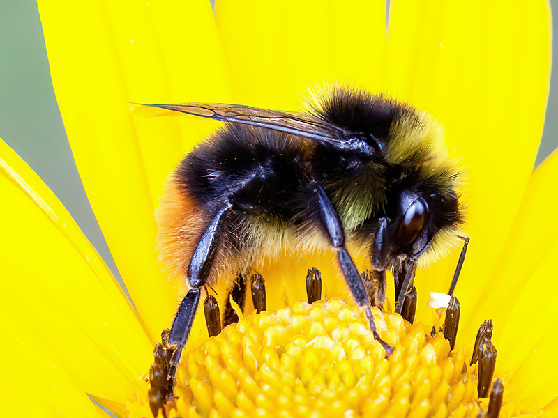 Bombus lapidarius (Drohn)