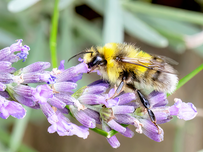 Bombus lucorum (Drohn)